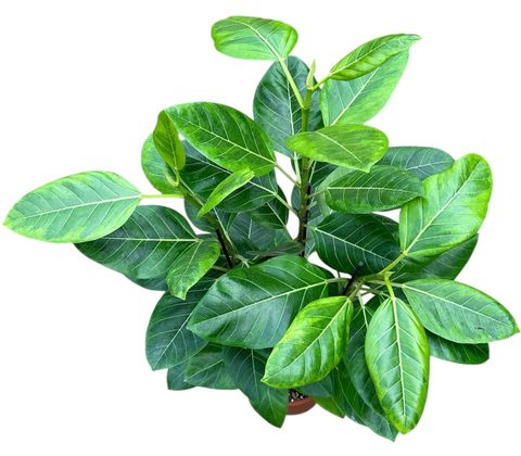 Ficus benghalensis 'Variegata'