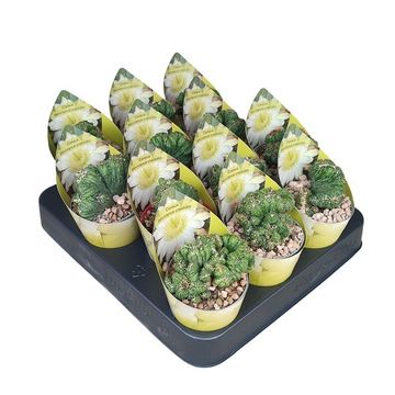 Cereus peruvianus monstrosus cristata