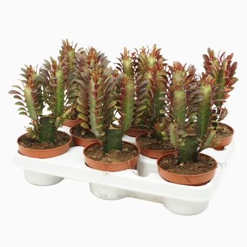 Euphorbia trigona 'Rubra'