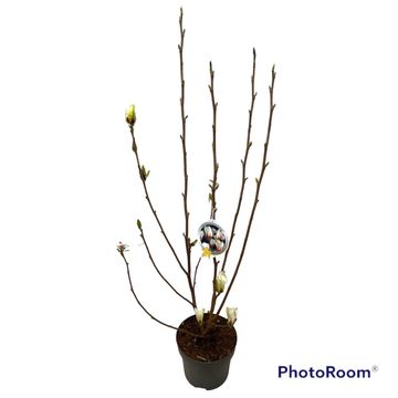 Magnolia concinna 'Sunrise'