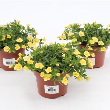 Calibrachoa 'Can-Can Rosies Light Yellow'