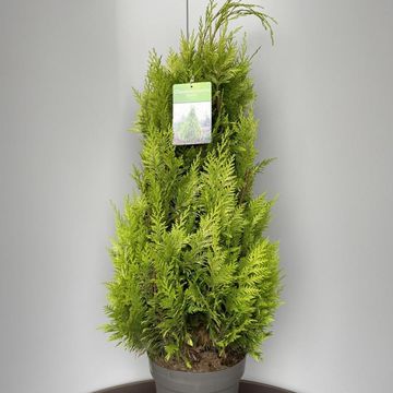 Chamaecyparis lawsoniana 'Yvonne'