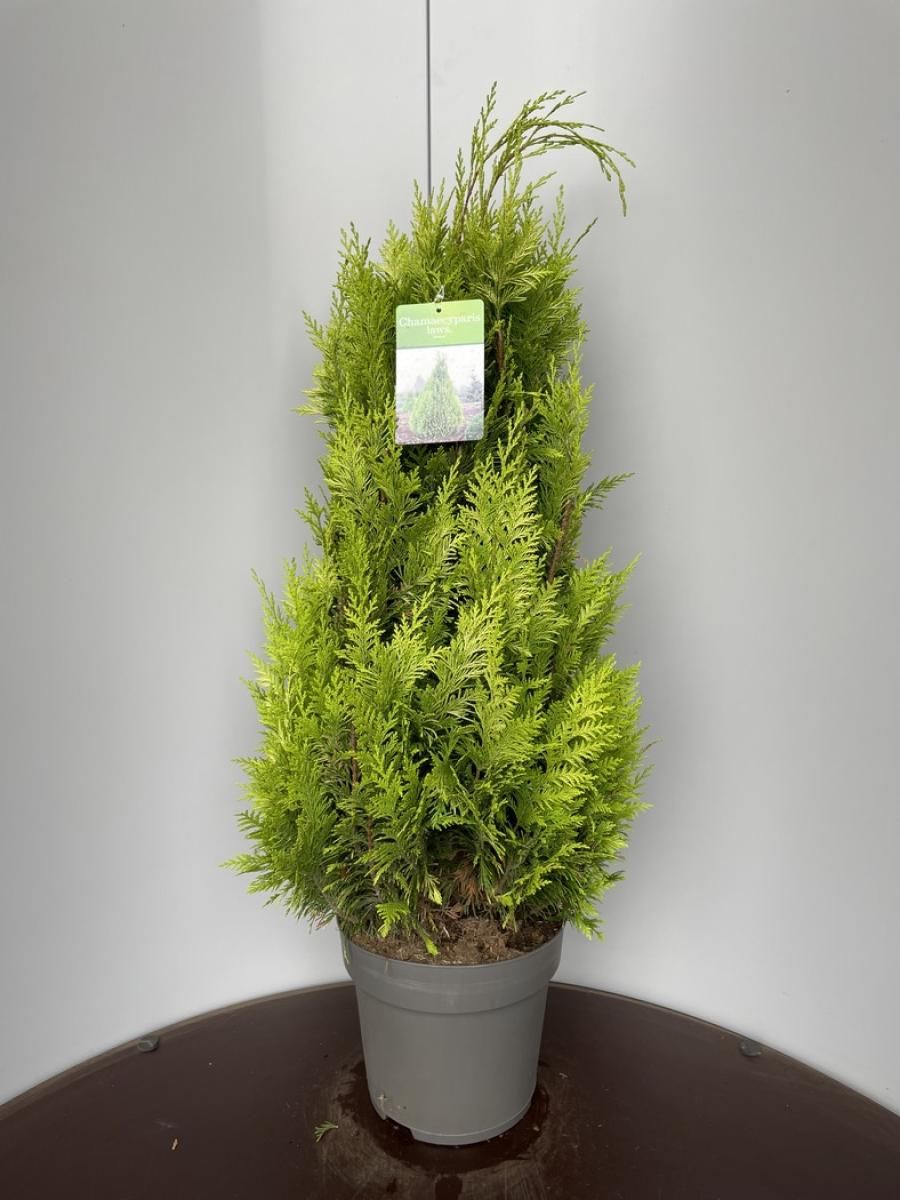 zimmerpflanze schusterpalme Kaufen Sie jetzt Zimmerpflanze Schusterpalme Aspidistra elatior main image 0