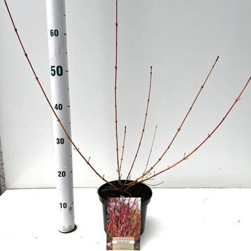 Cornus sanguinea 'Midwinter Fire'