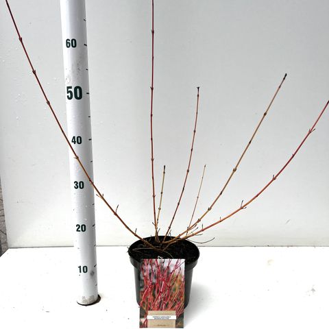 Cornus sanguinea 'Midwinter Fire'