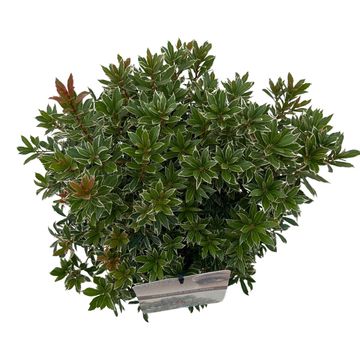 Pieris japonica 'Little Heath'