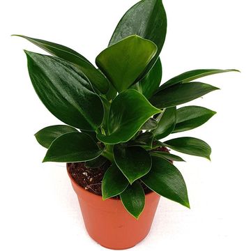 Philodendron 'Congo Apple'