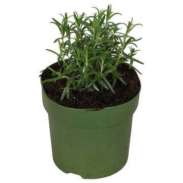 Rosmarinus officinalis 'Abraxas'