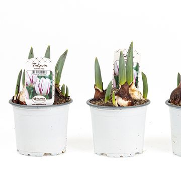 Tulipa 'Flaming Flag'