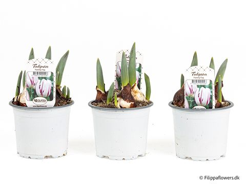 Tulipa 'Flaming Flag'