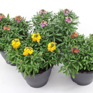 Erysimum linifolium MIX