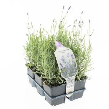Lavandula angustifolia 'Hidcote'