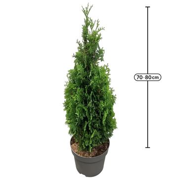 Thuja occidentalis 'Degroot's Spire'