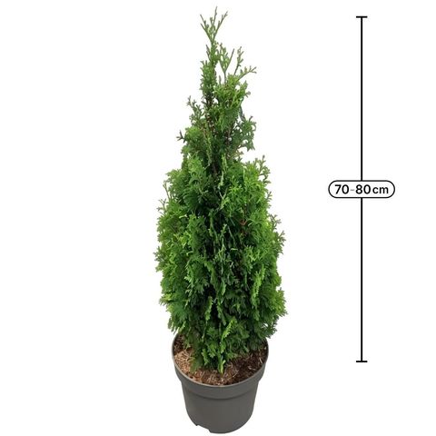 Thuja occidentalis 'Degroot's Spire'