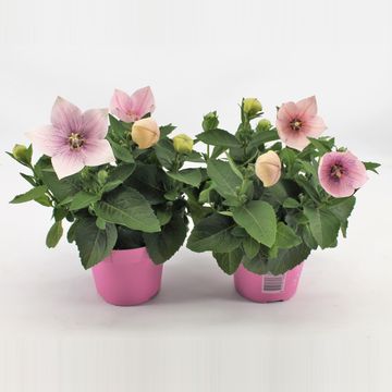 Platycodon grandiflorus ASTRA PINK