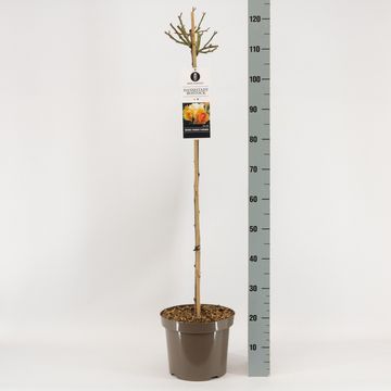 Rosa HANSESTADT ROSTOCK