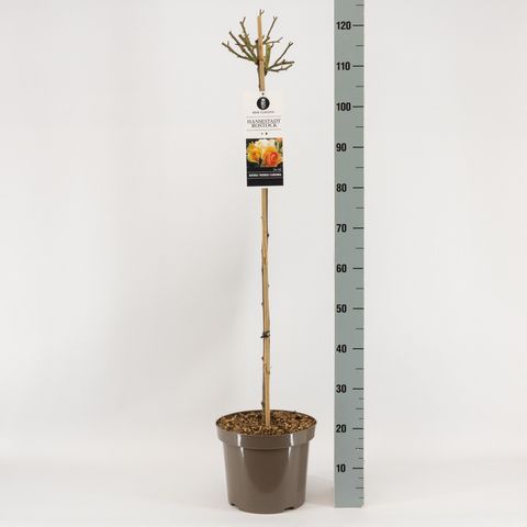 Rosa HANSESTADT ROSTOCK