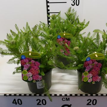 Achillea millefolium MIX