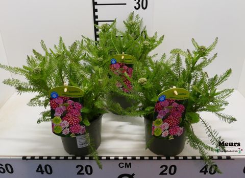 Achillea millefolium MIX