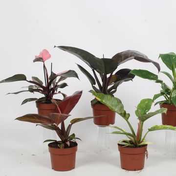 Philodendron MIX