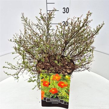 Potentilla fruticosa 'Red Ace'