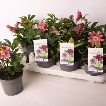 Helleborus orientalis 'Red Mountain'