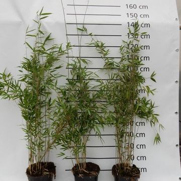 Fargesia 'Obelisk'