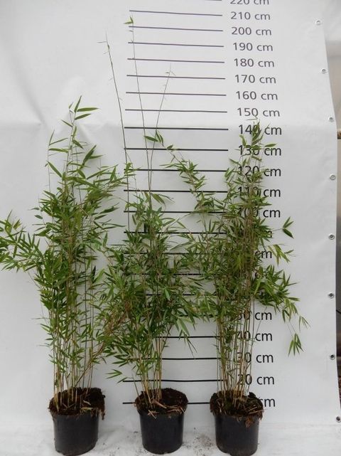 Fargesia 'Obelisk'