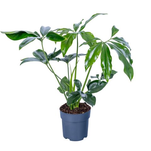 Philodendron 'Fun Bun'
