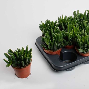 Crassula ovata 'Horntree'
