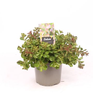 Sedum spurium 'Purple Winter'