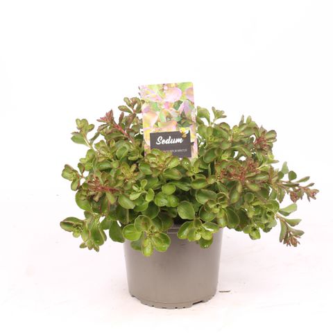Sedum spurium 'Purple Winter'