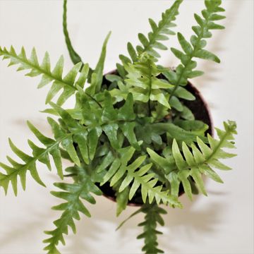 Asplenium ebenoides
