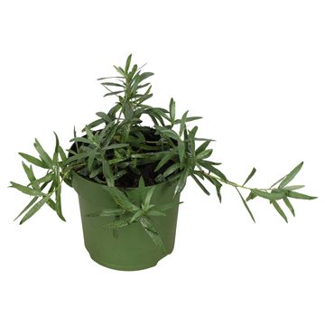 Artemisia dracunculus 'Vienco'