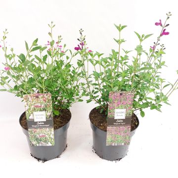 Salvia x jamensis MAGICAL RIVER MIX