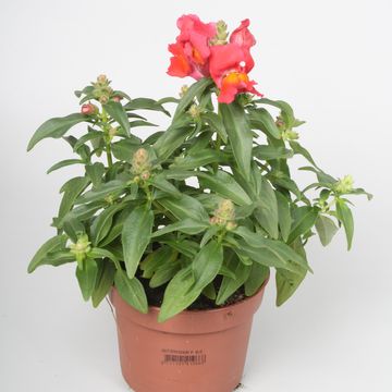 Antirrhinum majus