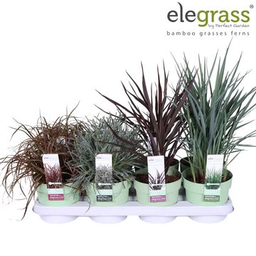 Grasses MIX