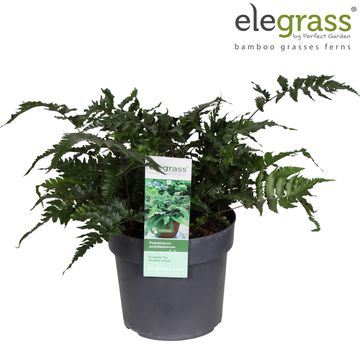 Polystichum polyblepharum