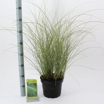 Miscanthus sinensis 'Morning Light'