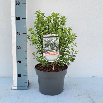 Pittosporum tenuifolium 'Irene Paterson'