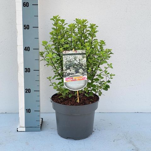 Pittosporum tenuifolium 'Irene Paterson'