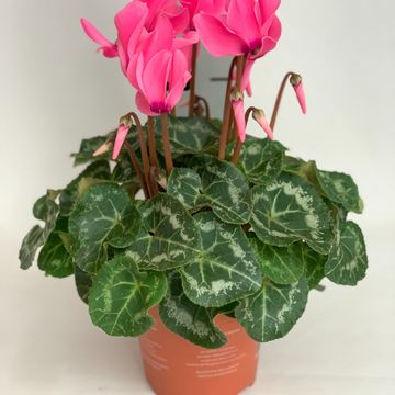 Cyclamen persicum SUPER SERIE S ALLURE NEON PINK