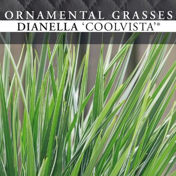 Dianella revoluta COOLVISTA