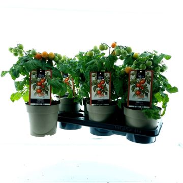 Solanum lycopersicum 'Reto'