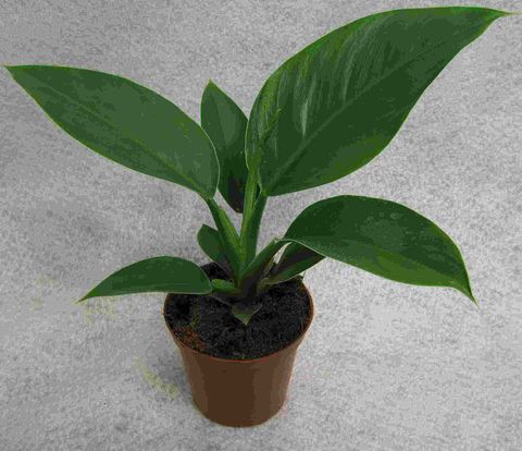 Philodendron ornatum