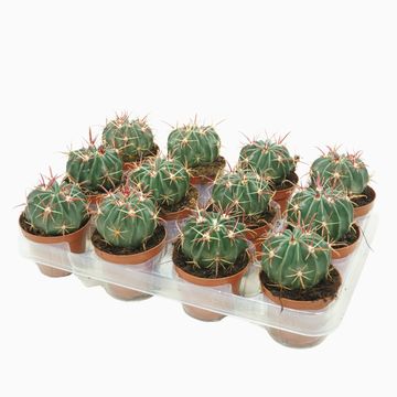 Ferocactus latispinus