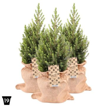 Picea glauca 'Magnifique'