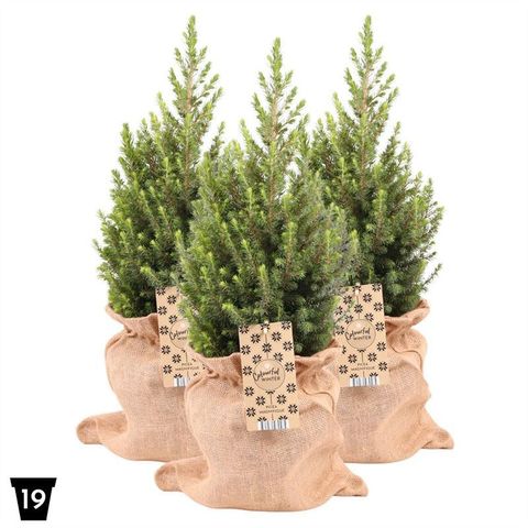 Picea glauca 'Magnifique'