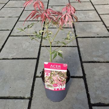 Acer palmatum 'Extravaganza'