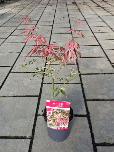 Acer palmatum 'Extravaganza'
